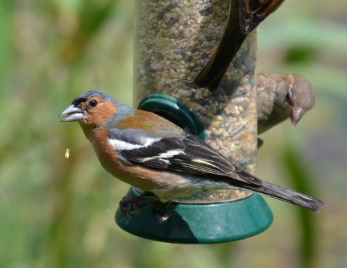 chaffinch bird feeder