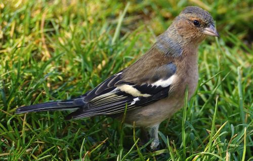 chaffinch bird fink