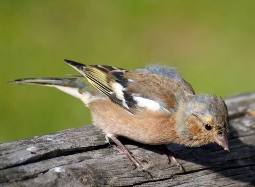 chaffinch bird fink