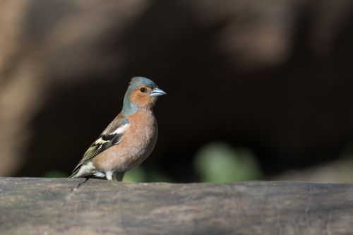 chaffinch bird fringilla coelebs