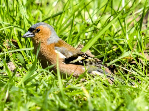 chaffinch fink bird