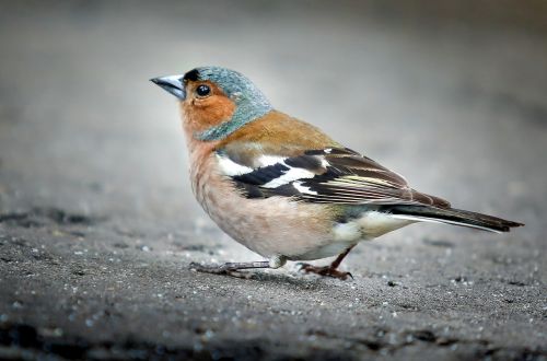 chaffinch bird sparrow