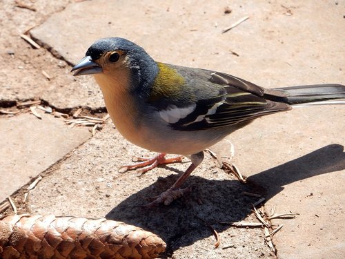 chaffinch  madeira  mountains