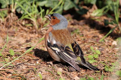 chaffinch  bird  garden