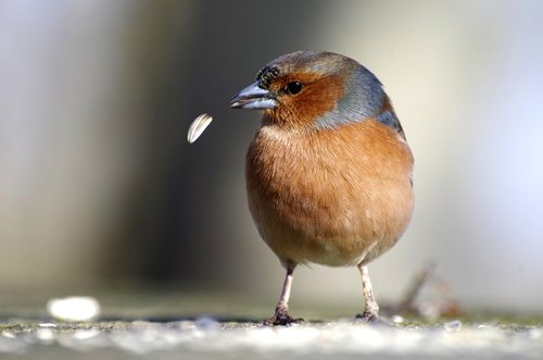 chaffinch  bird  eat