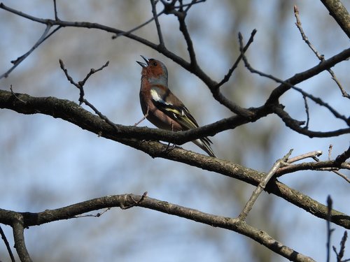 chaffinch  bird  branch