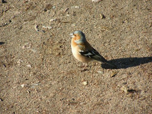 chaffinch bird passerine