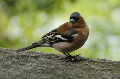 chaffinch plumage drawing