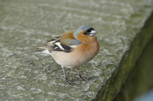 chaffinch plumage drawing