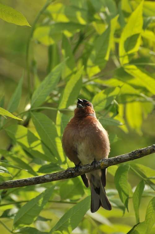 chaffinches  bird  nature