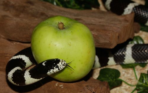 chain natter snake california getula