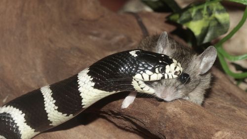 chain natter snake terrarium