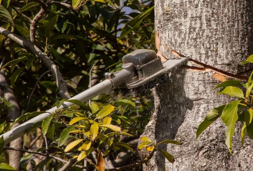 chainsaw saw sawdust