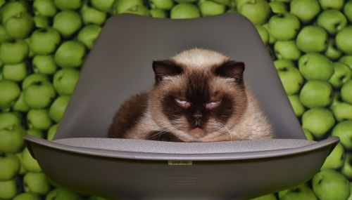chair cat concerns
