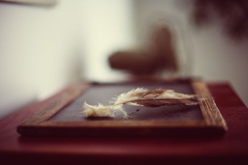 chalkboard blackboard feather