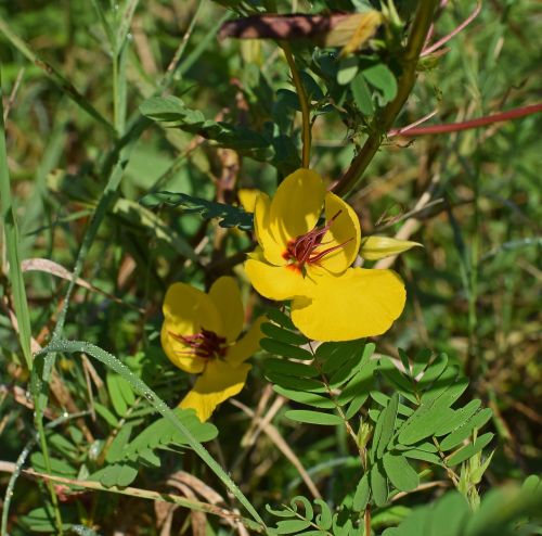 chamaecrista fasciculata partridge pea wildflower