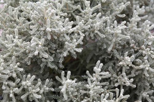 chamaecyparissus dwarf shrub bush