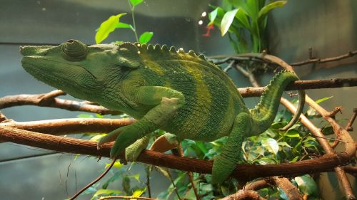 chameleon green zoo