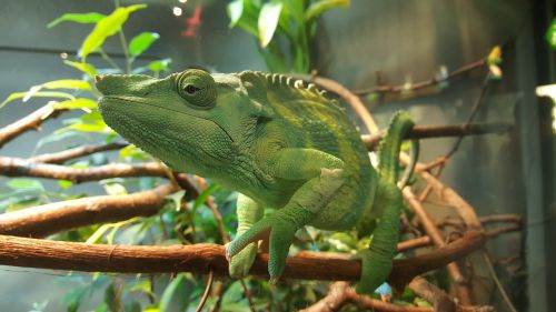 chameleon green zoo