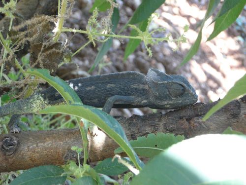 chameleon common chameleon european chameleon