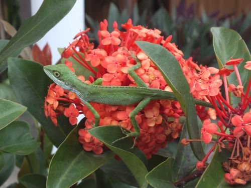 chameleon nature flower