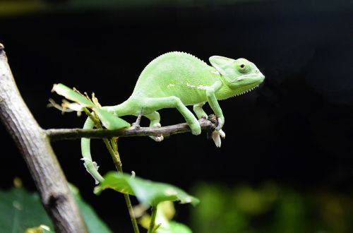 chameleon scales lizards iguana