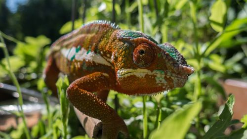 chameleon color colorful
