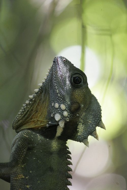 chameleon animal australia