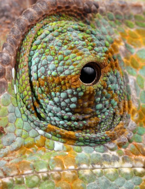 chameleon eye details