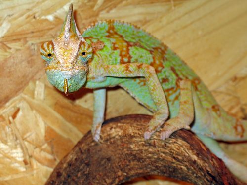 chameleon colorful animal world