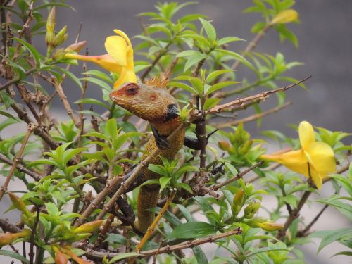 chameleon chameleon on a plant flower and chameleon