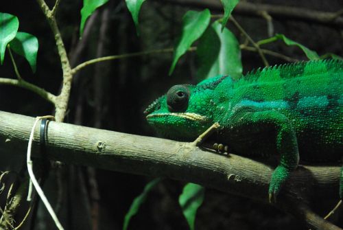 chameleon animal green