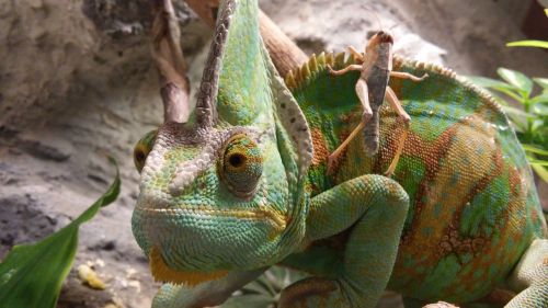 chameleon insect lizard