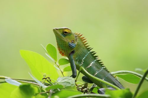 chameleon wild nature