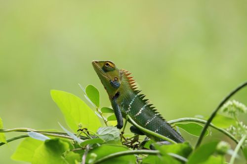 chameleon wild nature