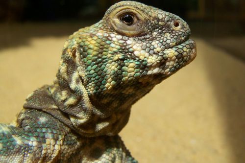 chameleon reptile close