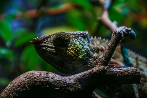 chameleon reptile color