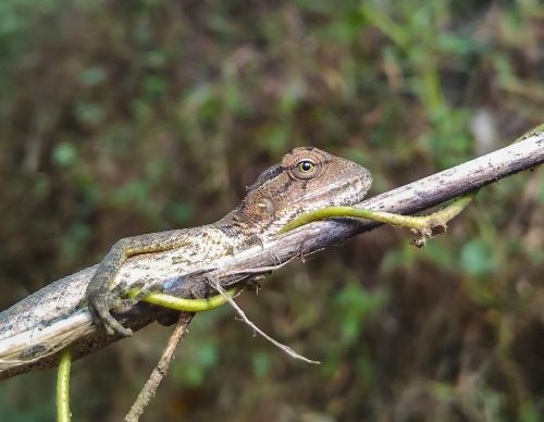 chameleon eye reptile