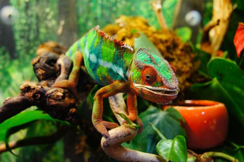 chameleon colorful yemen chameleon