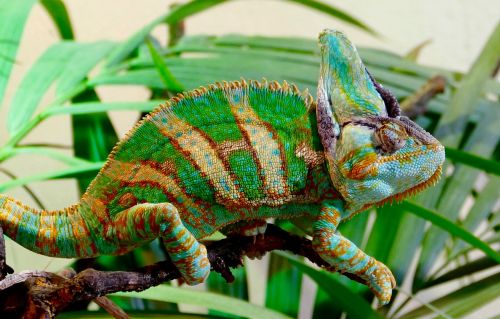 chameleon reptile animal