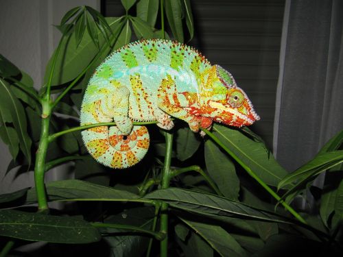 chameleon panther chameleon reptile