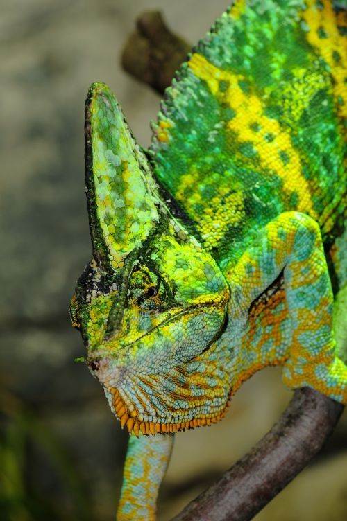 chameleon reptile iguana like