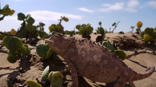 chameleon desert namib