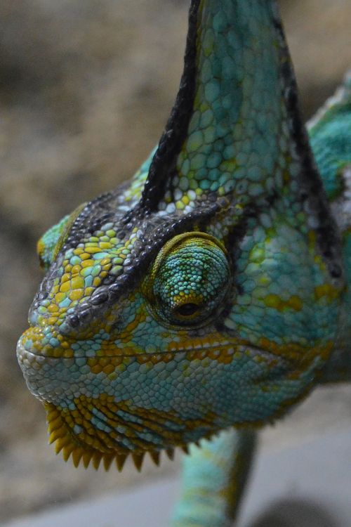 chameleon helmkameleon lizard