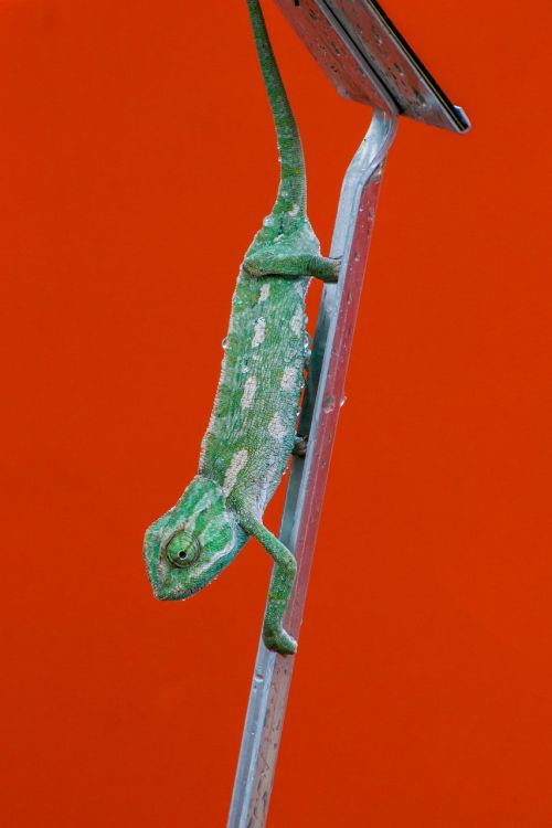 chameleon scale color