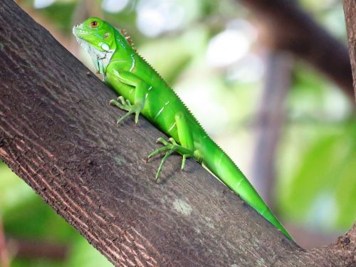 chameleon green tree branch