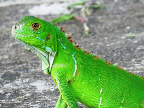 chameleon green lizard