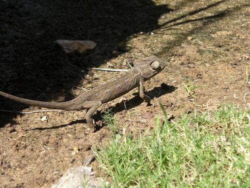 chameleon animal nature