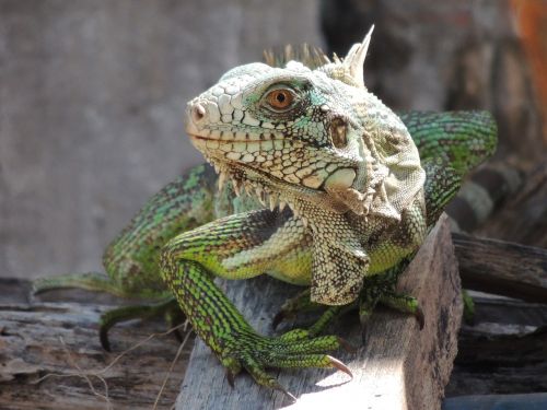 chameleon iguana animal