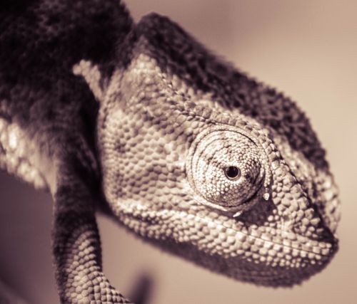 chameleon lizard animal